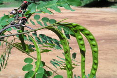 Adenanthera pavonina